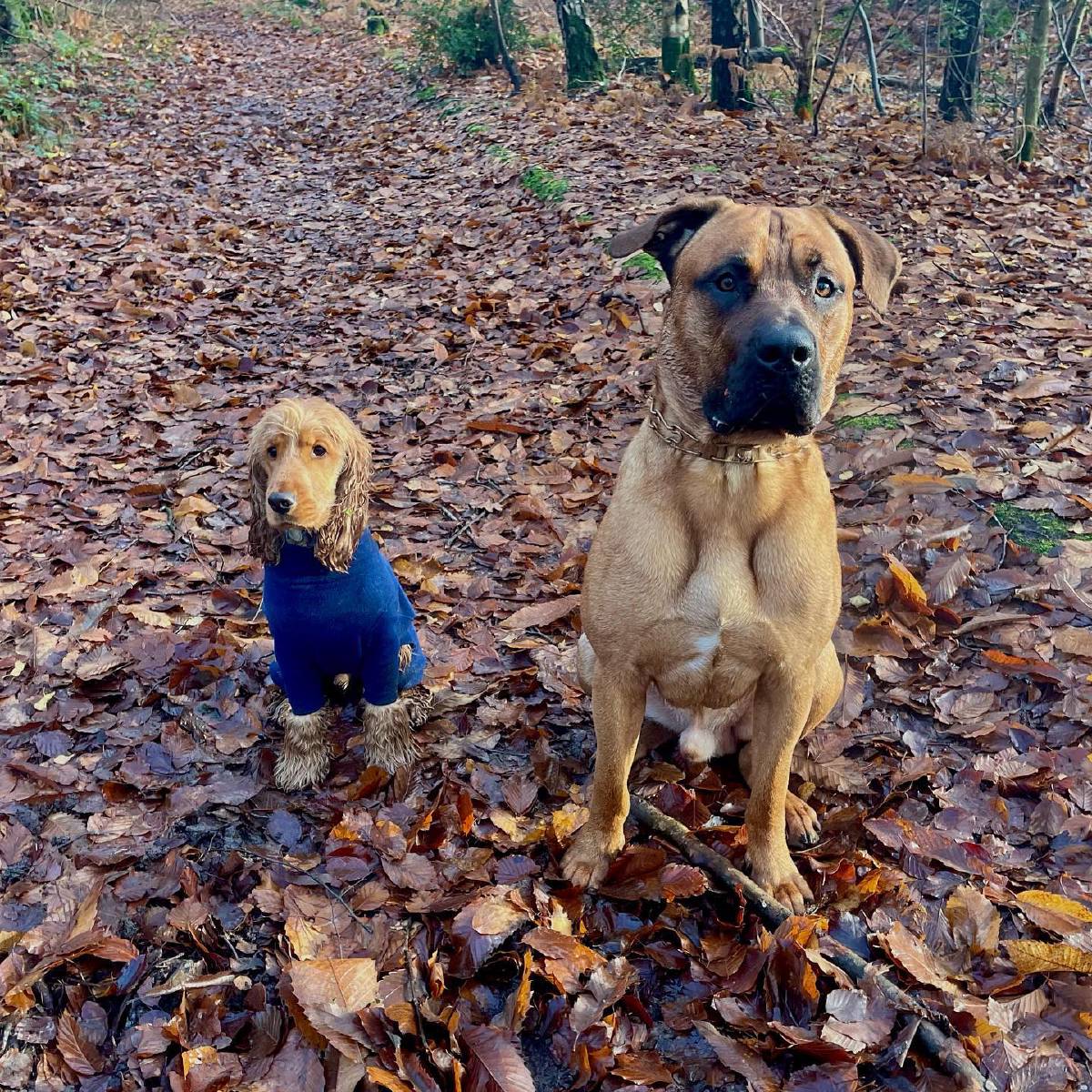 Dog trainer in Crawley and West Sussex