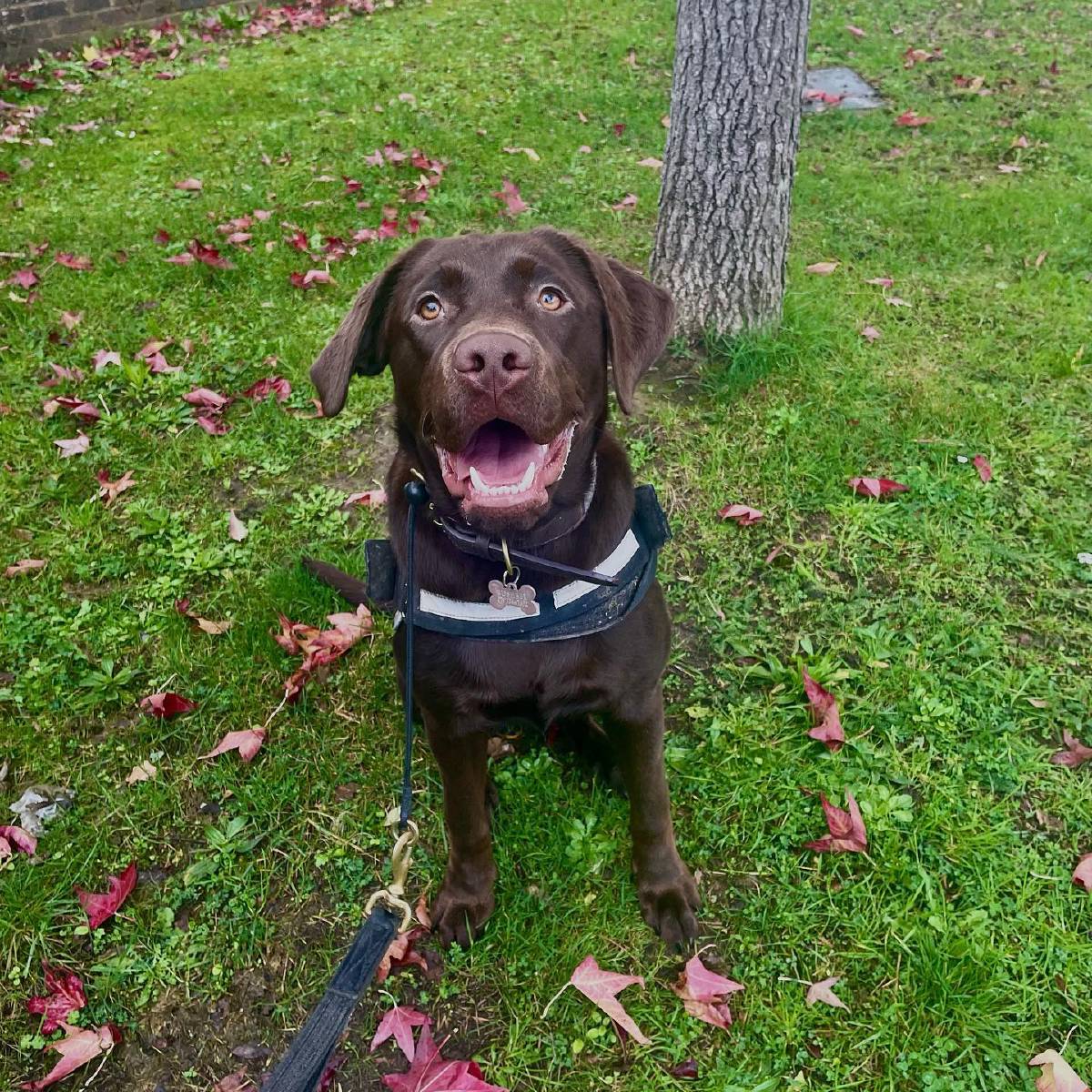 Dog trainer in Crawley and West Sussex