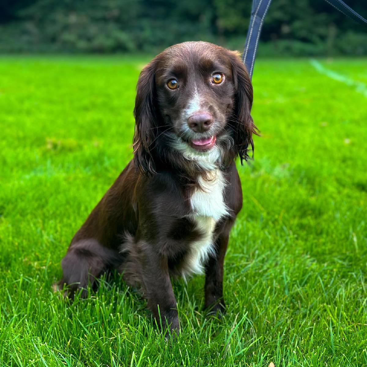 Dog trainer in Crawley and West Sussex