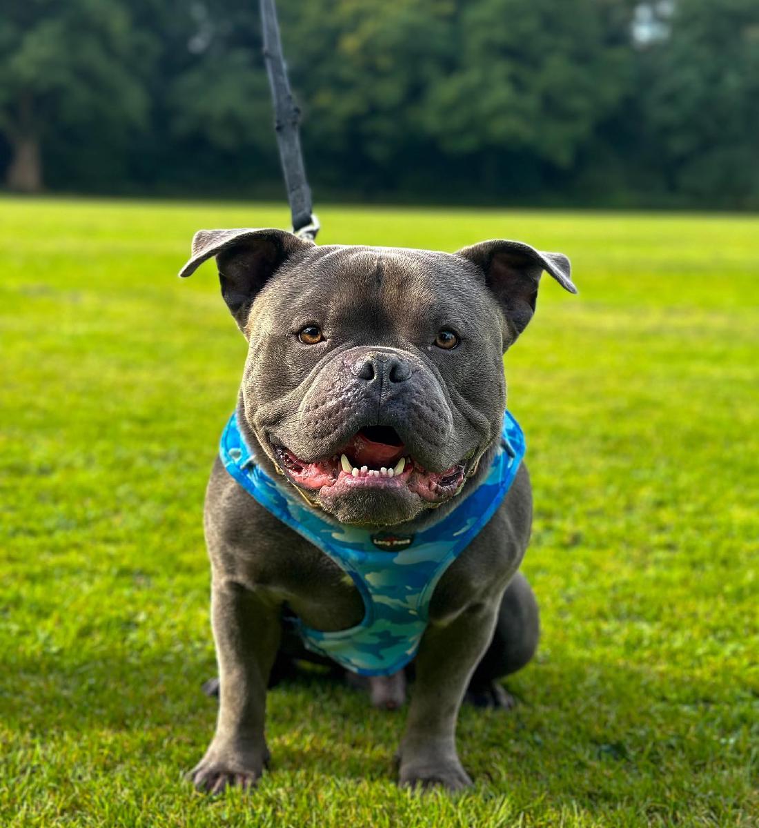 Dog trainer in Crawley and West Sussex Dog trainer in Crawley and West Sussex