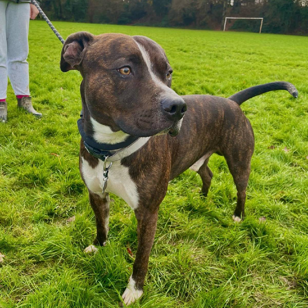 Dog trainer in Crawley and West Sussex